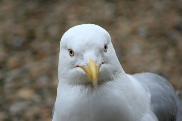 Seagull Head Close — ストック写真