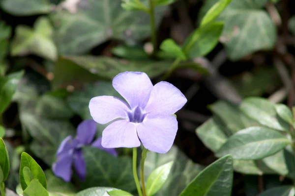 Vanlig Periwinkle Blom Närbild — Stockfoto