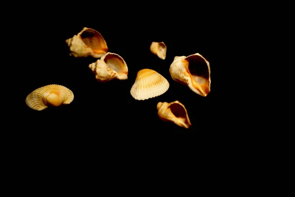 Mehrere Muscheln Isoliert Auf Schwarz — Stockfoto