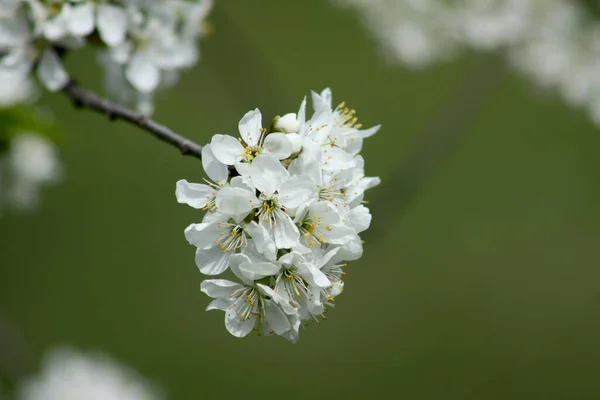 Sour cherry in bloom closeup