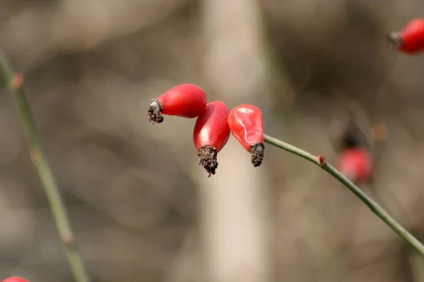 Perro Rojo Rosa Frutas Primer Plano — Foto de Stock