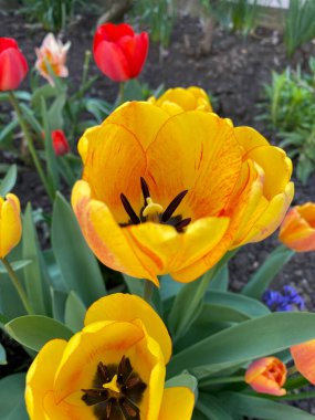 Sarı laleler, yakından bakın.