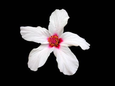 Çin ambargosu siyah arka planda izole bir şekilde çiçek açar.