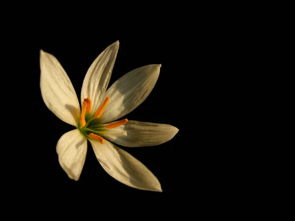 Осень Zephyrlily Белый Дождь Лилии Цвету Изолированы Черном — стоковое фото