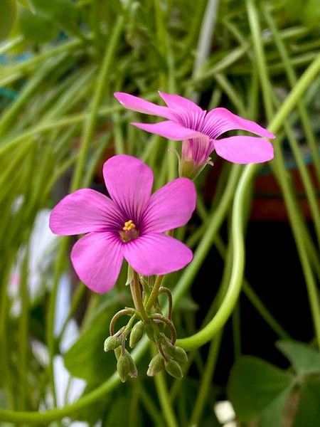 Pink Sorrel Bloom Closeup Green Background — Stock Fotó