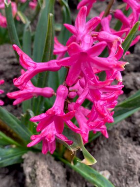 Mor bahçe sümbülü yakın plan.