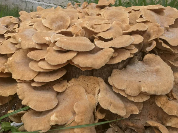 Bondarzewiaceae Fungos Cogumelos Marrons Localizados Tronco Árvore — Fotografia de Stock