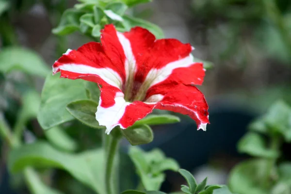 Vermelho Com Petúnia Jardim Branco Petúnia Atkinsiana Close — Fotografia de Stock
