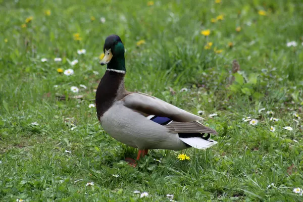 Pato Macho Vista Lateral Campo Grama Verde — Fotografia de Stock