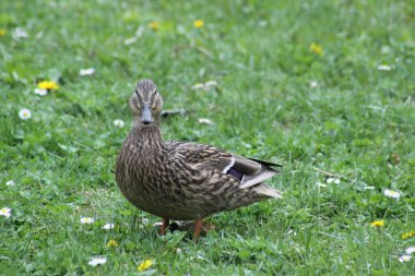 Dişi ördek yeşil çimen arka planda düz yan görünüme bakıyor