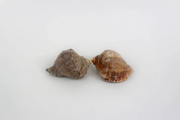 Zwei Muscheln Von Angesicht Angesicht Isoliert Auf Weißem Hintergrund — Stockfoto