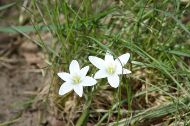 Yeşil çimlerin arka planında Beytüllahim 'in iki bahçe yıldızı.