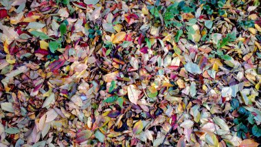 Sarı, kestane rengi, turuncu ve kırmızı yapraklar