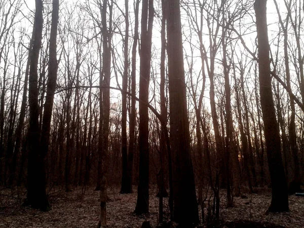 Bosque Negro Con Árboles Sin Hojas — Foto de Stock