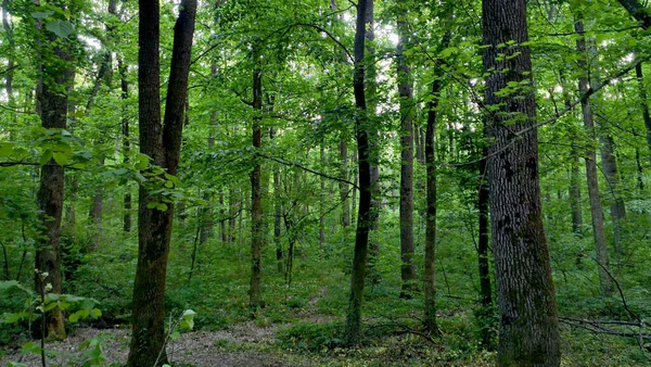 Foresta Verde Intenso Con Alberi — Foto Stock