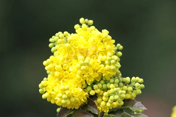 Yellow Oregon Grape Bloom Close Focal View Effect — Stock Photo, Image