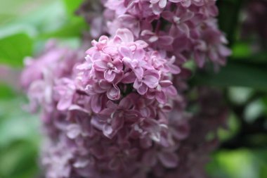 Magenta ortak leylak yakın çekim görüntüsü