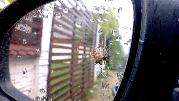 small bug on car mirror
