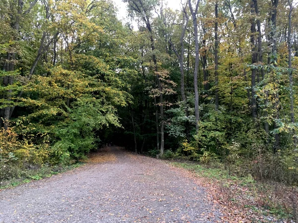 Camino Entrada Bosque Verde — Foto de Stock