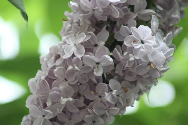 半白ライラック花と緑の背景 — ストック写真