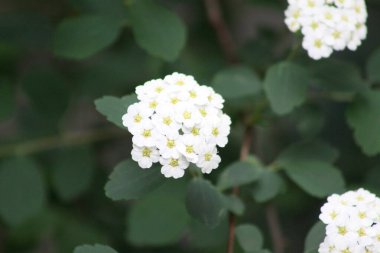 Germander Meadowsweet çiçek açmış, arka planda yeşil yapraklar var.
