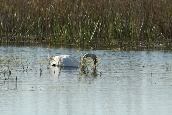 Weißer Schwan Mit Kopf Wasser See — Stockfoto