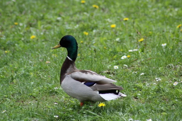 在绿草上散步的雄鸭侧视图 — 图库照片
