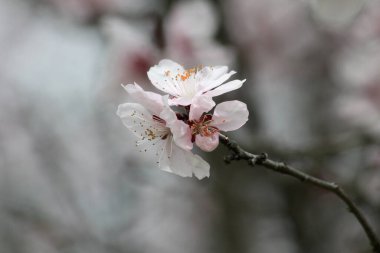 Arkaplanda diğer çiçeklerle birlikte yakın planda kayısı çiçeği açar.