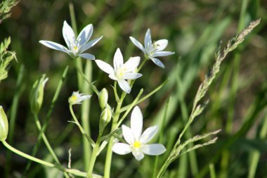 Beytüllahim 'in dört bahçe yıldızı, yeşil arka planlı yakın plan çiçekleri.