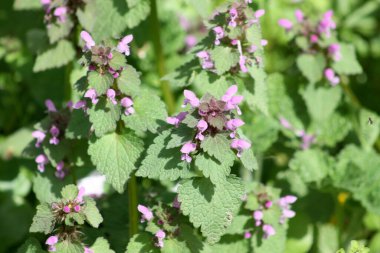 mor, ölü ısırgan otu yakın plan yeşil arkaplan
