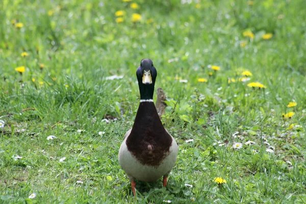 Pato Masculino Olhando Direto Para Câmera Com Fundo Grama Verde — Fotografia de Stock