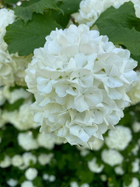 Bílá Bigleaf Hortenzie Rozkvetlém Zblízka — Stock fotografie