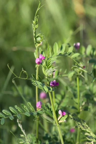 背景に緑の植物との共通の夏のベッチアップ — ストック写真