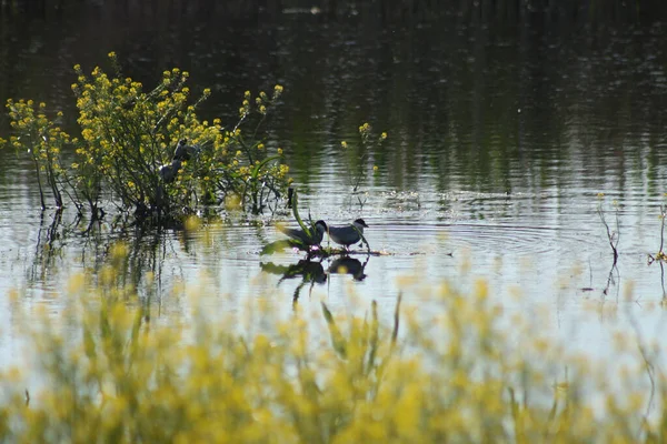 Two Whiskered Terns Lake Water Plant — Stock Photo, Image