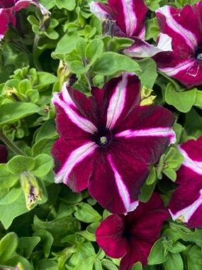 Büyük beyaz petunya, kırmızı ve beyaz yakın planda çiçek açıyor.