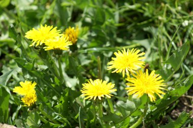 Yeşil arka planda çiçek açan yaygın karahindiba