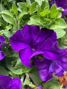 mauve Garden petunia in bloom close-up view with green background clipart