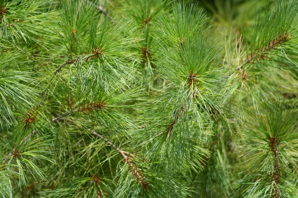 Eastern White Pine Close View — Stock Photo, Image