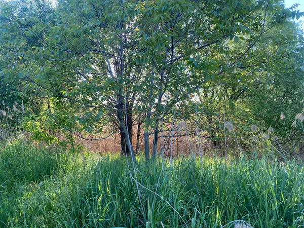 Albero Con Sole Dietro Con Erba Verde Fronte — Foto Stock