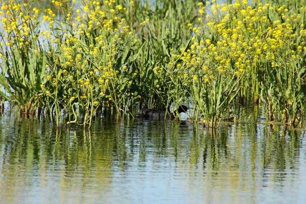 Утка Плывущая Озеру Цветущей Желтой Звездой — стоковое фото