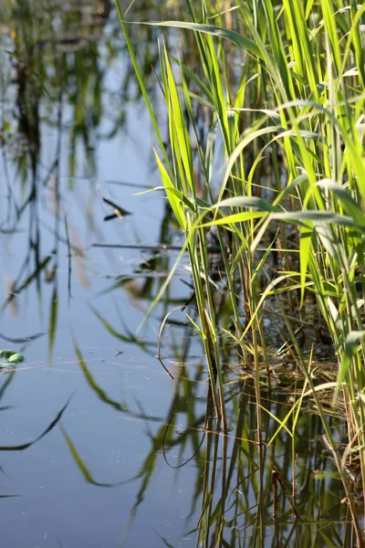 Feldbrome Blick Auf Den See Mit Seinen Spiegelungen — Stockfoto