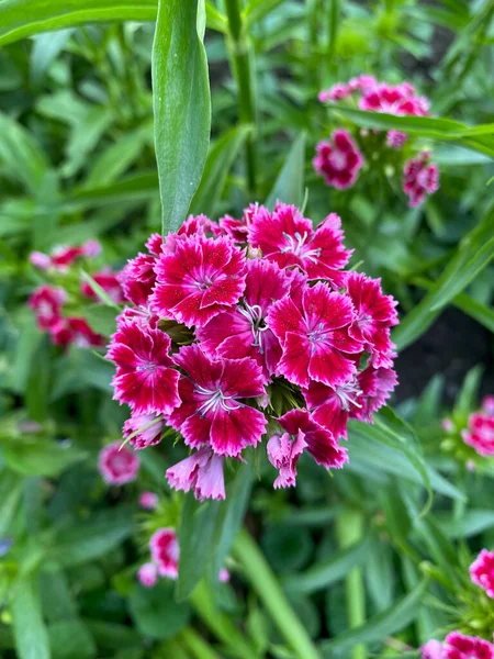 Magenta Sweet William yeşil arkaplanlı, çiçeklenmiş yakın plan görüntüsünde.