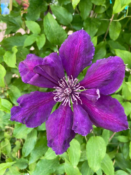 Clematis Viola Fiore Cuoio Italiano Fiore Primo Piano — Foto Stock