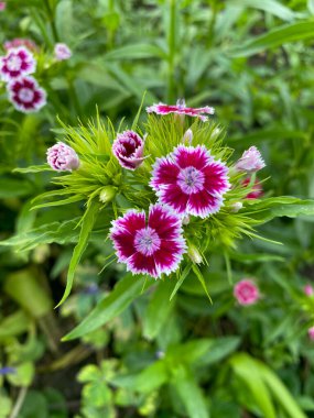 Tatlı William, sakallı, pembe yakın plan görüntüsü.