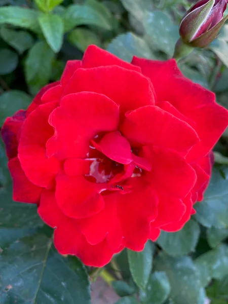 Red Rose Bloom Close Green Leaves Background — Stock Photo, Image