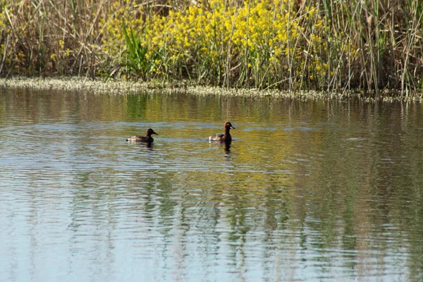 Två Ankor Simmar Sjön Med Träd Reflektioner Den — Stockfoto