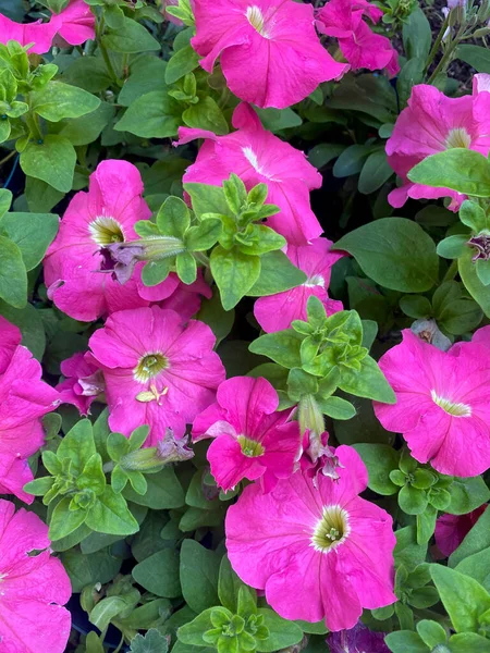 Magenta Jardim Petúnia Flor Close Vista Com Fundo Verde — Fotografia de Stock