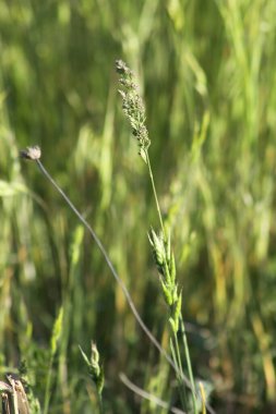 Genel kadife çim tohumları yeşil arka plan