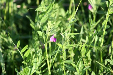Yeşil arkaplan ile çiçek yakın plan genel vetch