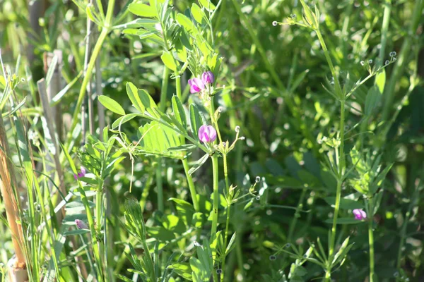 Common Vetch Bloom Green Plants Background — Stock Photo, Image